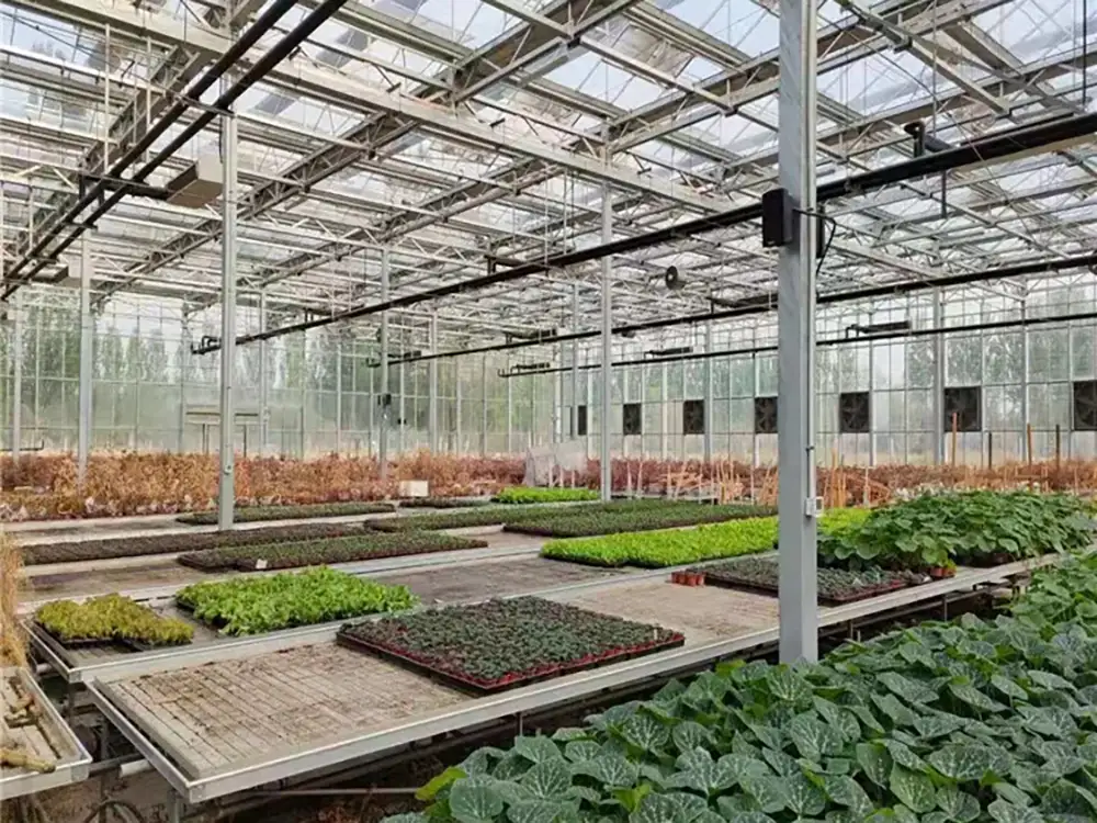 Agricultural Glass Greenhouse for Mushroom/Roses/Tomatoes