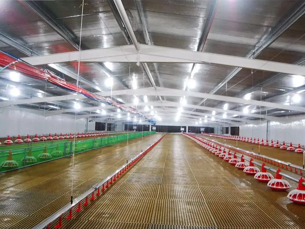 Steel Structure Poultry House