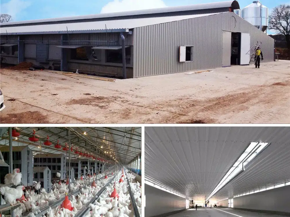 Steel Structure Poultry House